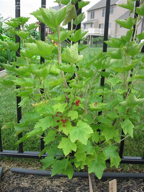 Red Lake Currant