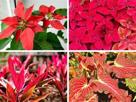 Red Leaves Plant Name