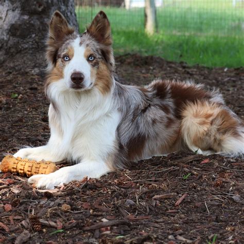 Acolorfulredmerlefemalebordercolliepuppyforsale.1080×675