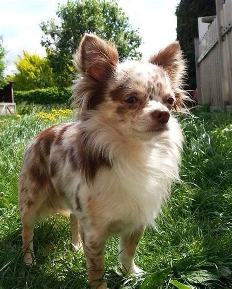 My Red Merle long hair chihuahua Brodie Chihuahua, Long haired