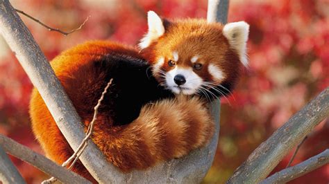 Red Panda Background