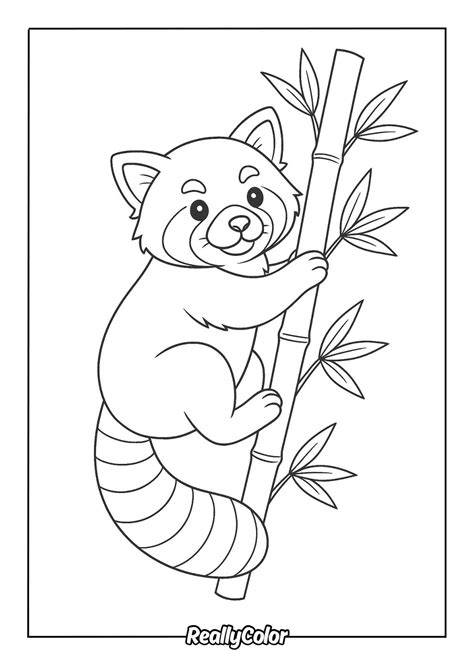 Red Panda Color Page
