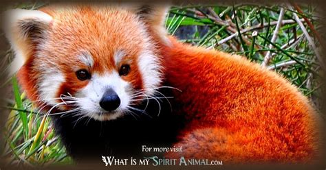 Discover the Significance of Red Panda Spirit Animal and Unlock its Symbolism