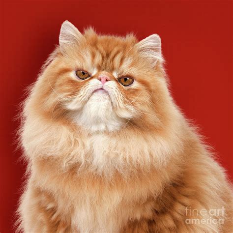 Red Persian Cat