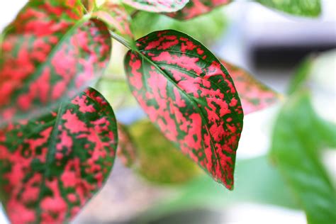 Red Plant With Green Leaves