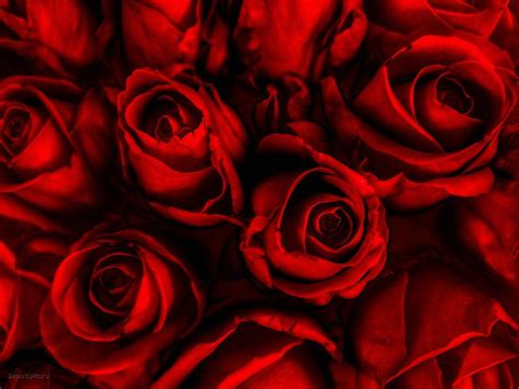 Red Roses Background