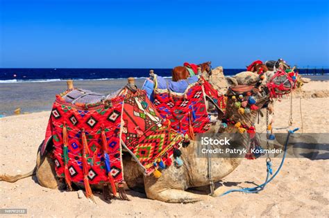 Red Sea Camel Tour