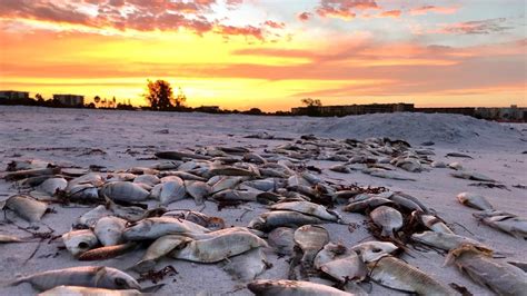 Red Tide Siesta Key