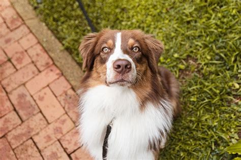 Paw-sitively Adorable: Discover the Red Tri Australian Shepherd Stuffed Animal