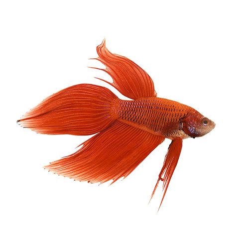 Red Veiltail Betta
