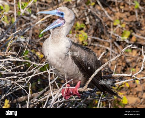 Red footed booby Punta Pitt