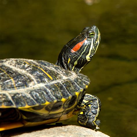 Red-Eared-Slider