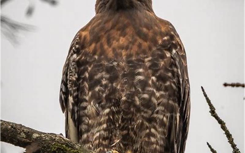 Red-Tailed Hawk Dark Morph Behavior