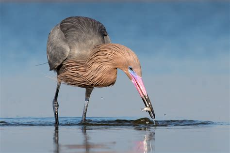 Reddish Egret