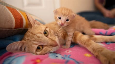Wild Redhead Enjoys Animal Cum in sizzling XXX Scenes