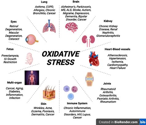 Reducing Inflammation and Oxidative Stress
