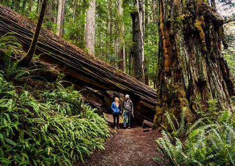 Redwood forest trail