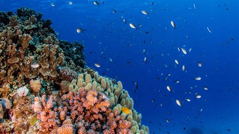 Reef Experience