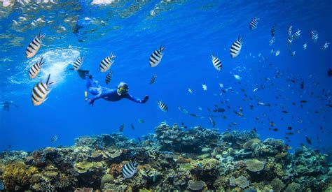 Reef Snorkeling