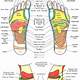 Reflexology Foot Chart Printable