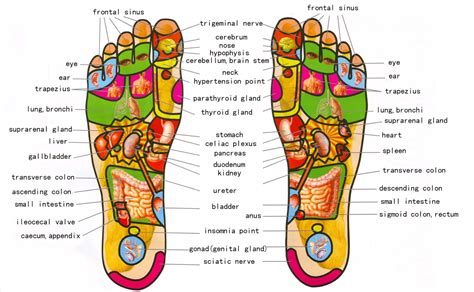 Reflexology Top Foot Chart