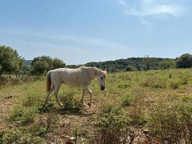 regalo caballo por no poder atender
