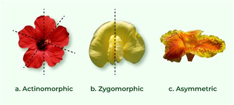Regular Actinomorphic Flowers