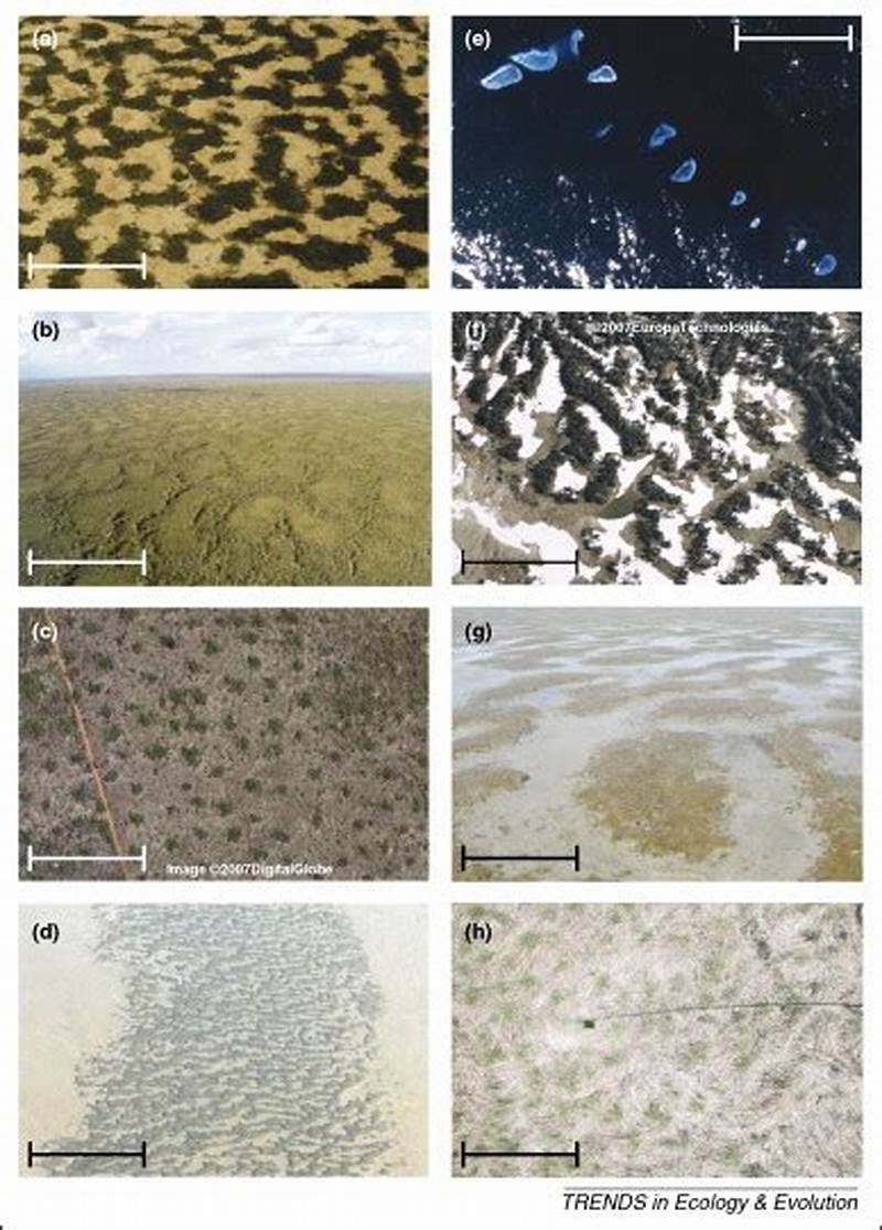 Regular Pattern Formation In Real Ecosystems