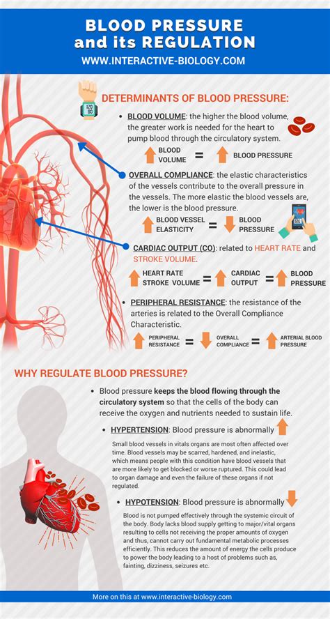 Regulating Blood Pressure