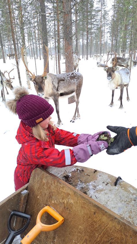 Reindeer Farm Finland