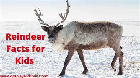 Reindeer For Kids