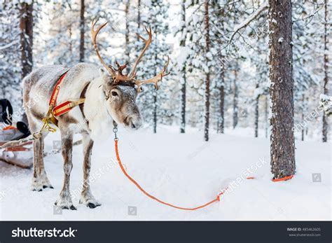 Reindeer in Winter Forest