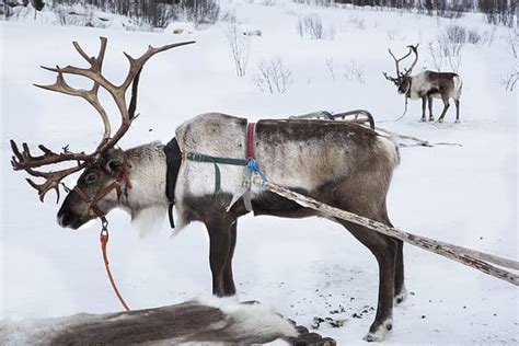 Reindeer Interaction