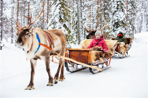 Reindeer Sledding