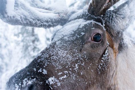 Reindeer Up Close