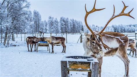 Reindeer farm