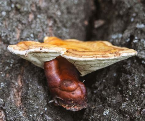 Reishi