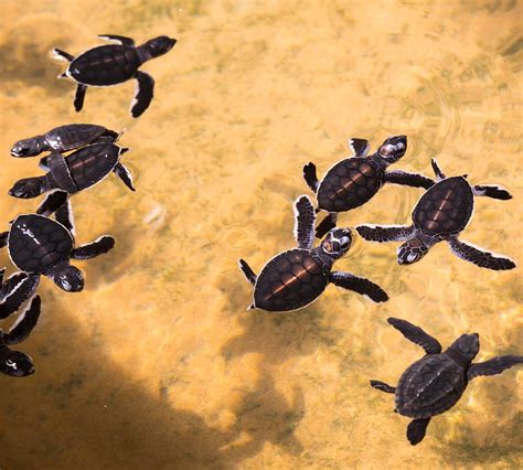 Rekawa Turtle Conservation