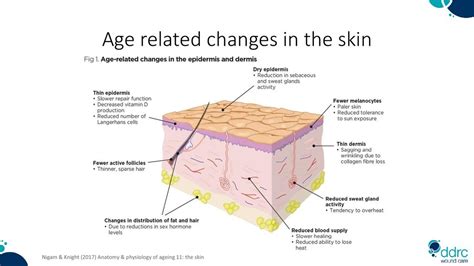 Unlocking the Secret Language of Your Skin: Exploring the Intricacies Related to the Skin
