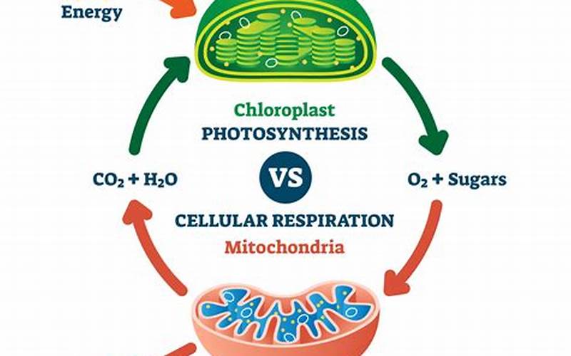 Relationship Between Photosynthesis And Cellular Respiration