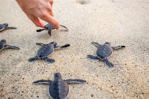 Releasing Baby Turtles