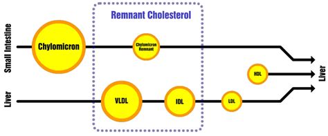 Remnant Cholesterol Calculator