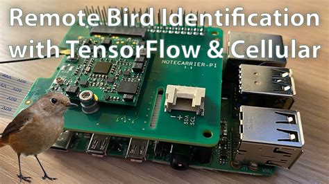 Remote Birding with TensorFlow Lite and Raspberry Pi - Hackster.io