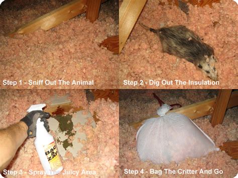 Effective Techniques to Remove a Dead Animal from Your Attic - Expert Tips and Tricks