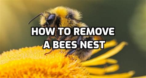 Removing Bee Nests