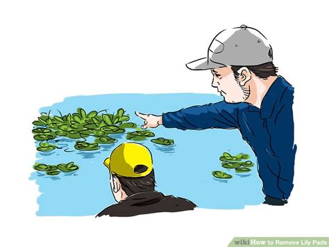 Removing Lily Pads from a Pond