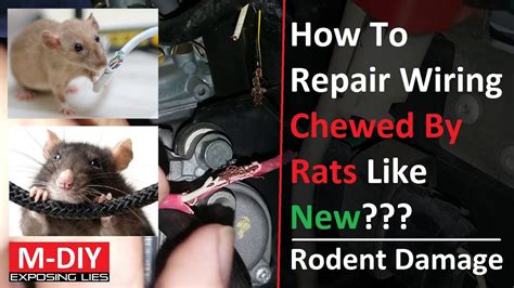 Repairing Rodent Damage