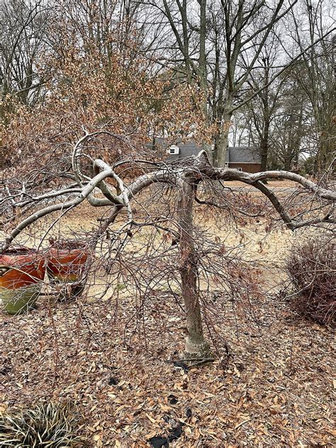 Replacing a Maple Tree