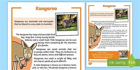 Report Text About Kangaroo