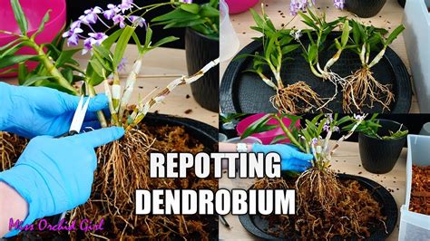 Repot Dendrobium
